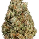 Gigabud (TOP SHELF)