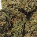 Sherbert (A+)