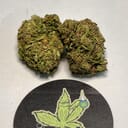 Northern Lights