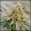 CHEM DAWG #4 X ALIEN OG