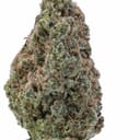 Gorilla glue