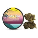 Coastal Sun | Iced LemonAid quality sungrown flower 3.5g | 22.12% THC
