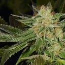 Headband