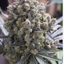 Green Crack(A+)