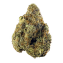 Sugar Black Rose (Exotic)