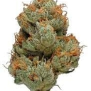 Hells Angel (TOP SHELF)