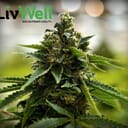 Lucabrasi X Sour Diesel #12