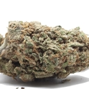 Gelato  44 (Designer)