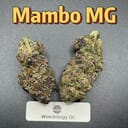 Mambo MG---Designer