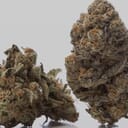 Lemon cherry