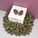 Strawberry Cough-Exotic A+