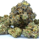 Gelato (exotic)