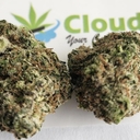 Lemon Bar - A+ Exotic