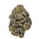 Kali 47 (Exotic A+)