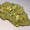 Orangutan