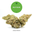 Jilly Glue | Hybrid