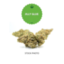 Jilly Glue | Hybrid