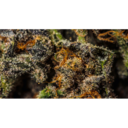 MEDICAL- Purple Reign