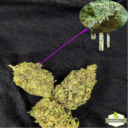 Sour Joker