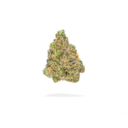 True North Collective | GMO