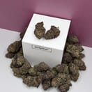 Mendocino Purps-Exotic A+