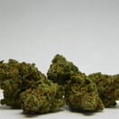 **Green Crack**
