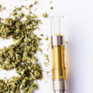 INDICA