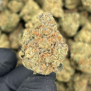 Blue Zushi (Hybrid)