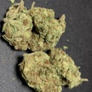 Exotic White Widow