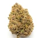 Aurora Indica (exotic)