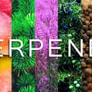 Terpenes CBD 100 MG STrawberry AK