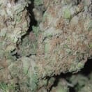 Critical Mass - High Valley Farms