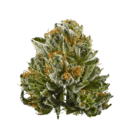 BUBBA KUSH