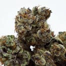 Purple haze (Indoor Exotic)