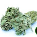 obama kush