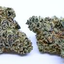 Purple Pineapple(exotic)