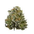 Bubba Kush