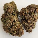 Blood Orange Tangie - P
