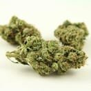 Lemon Meringue Hybrid | Top-Shelf Cannabis Strain