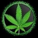 Mambo MG (TOP SHELF)
