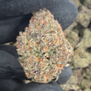 Blue Cookies (Hybrid)