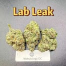 Lab Leak---Designer