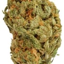 Santa Cruz OG ( Premium )
