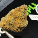 Newt Brothers Live Caviar 1/8 - WiFi OG
