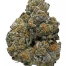 Gelato