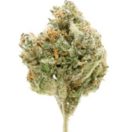 Flo (Sativa)