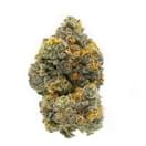 Cheetah Piss (Exotics)