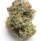GELATO #33 (AAA INDOOR)