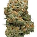Larry OG (PREMIUM)