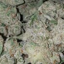 Gorilla Glue #4